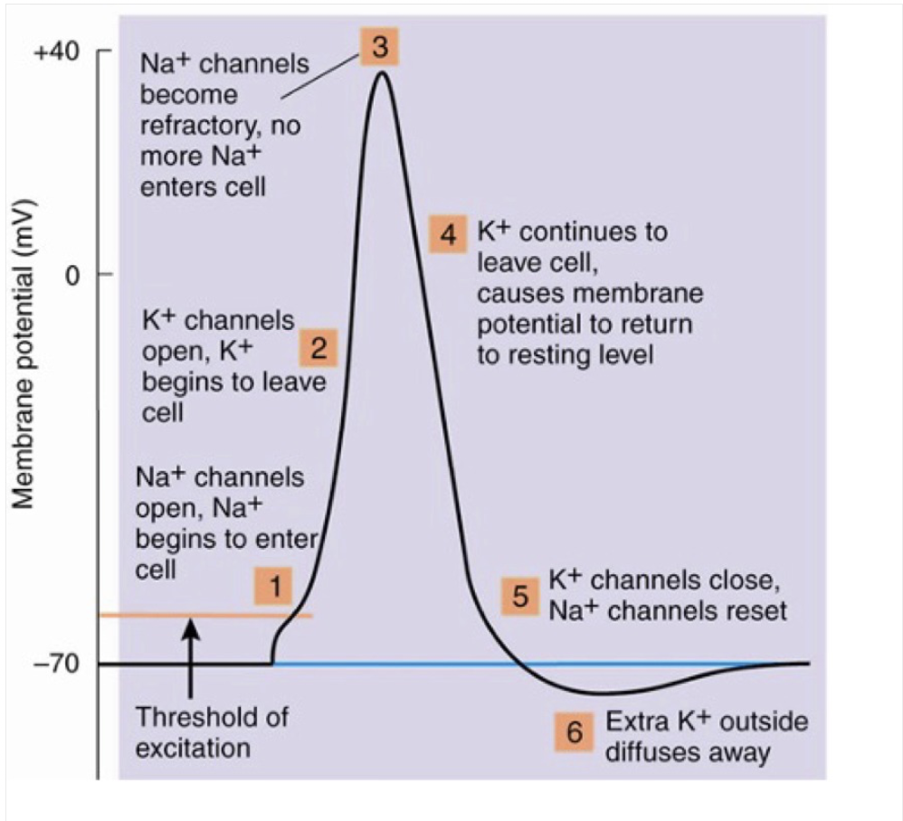 <p><span style="background-color: transparent;"><span>the relative potential difference between the inside and outside of the neuron</span></span></p><ul><li><p>When a neuron is <strong><mark data-color="green" style="background-color: green; color: inherit;">not sending a signal</mark></strong>, it is <strong><mark data-color="purple" style="background-color: purple; color: inherit;">polarized</mark></strong></p></li><li><p>The <strong><mark data-color="blue" style="background-color: blue; color: inherit;">inside of the neuron is negatively charged</mark></strong> relative to the outside</p></li><li><p>This difference in charge is typically around <strong><mark data-color="green" style="background-color: green; color: inherit;">–70 millivolts (mV)</mark></strong></p></li></ul><p></p>