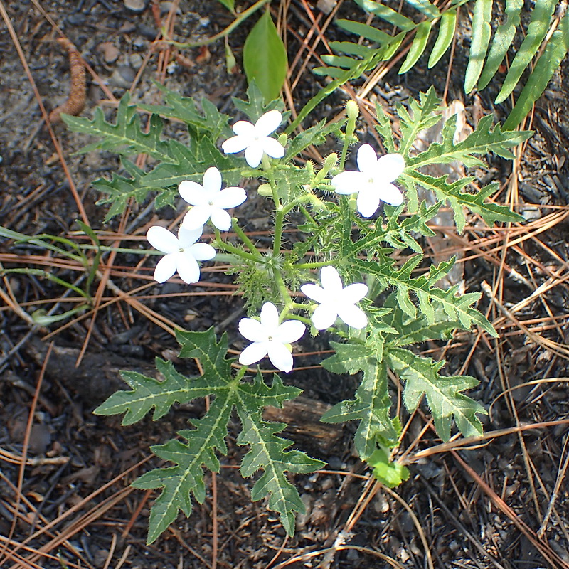 <p>Stinging nettle</p>