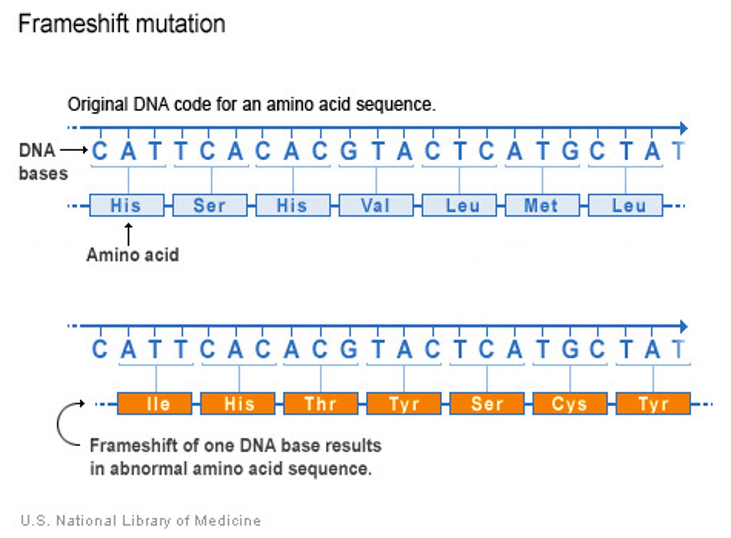 <p>mutation that shifts the "reading" frame of the genetic message by inserting or deleting a nucleotide</p>