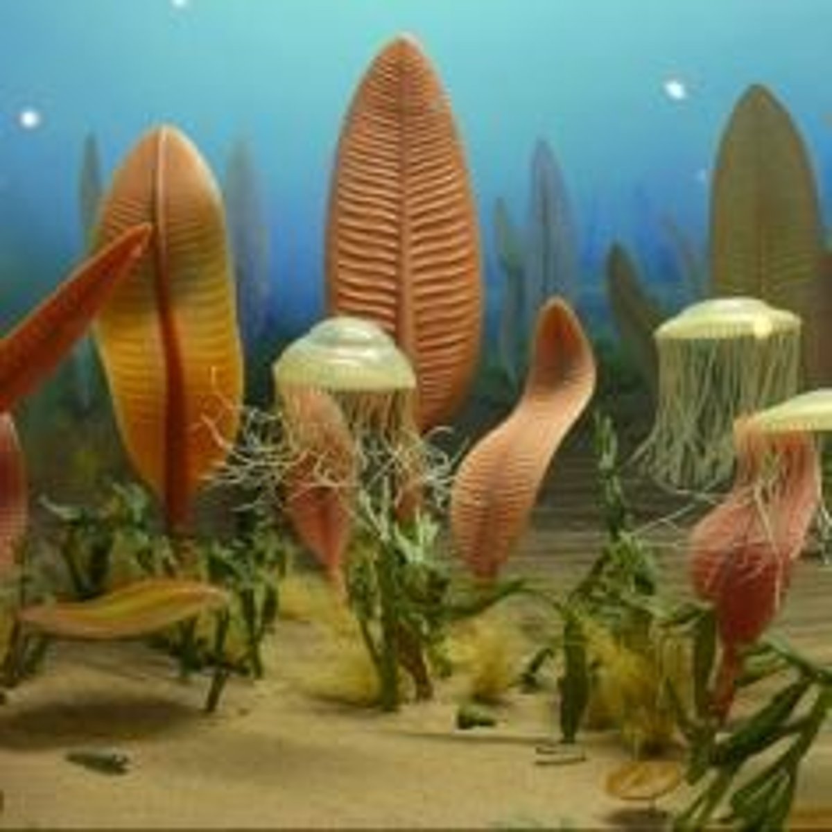 <p>A rapid diversification of life forms that occurred during the Cambrian Period.</p>
