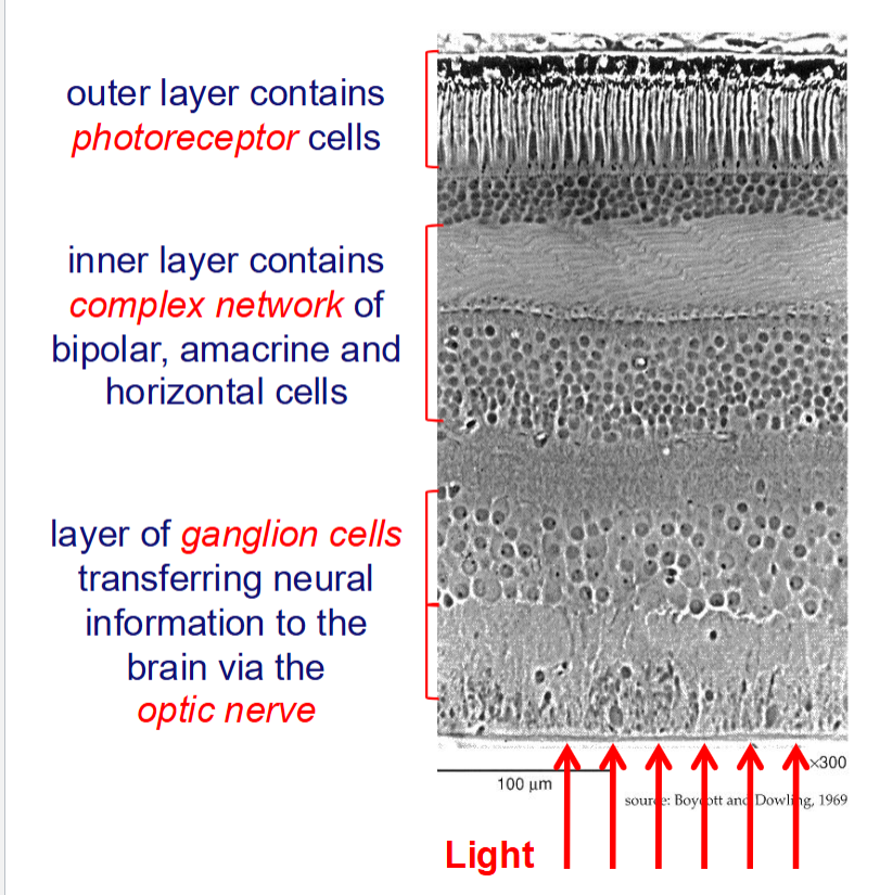 <p>Use your parafoveal vision because there are more rods </p>