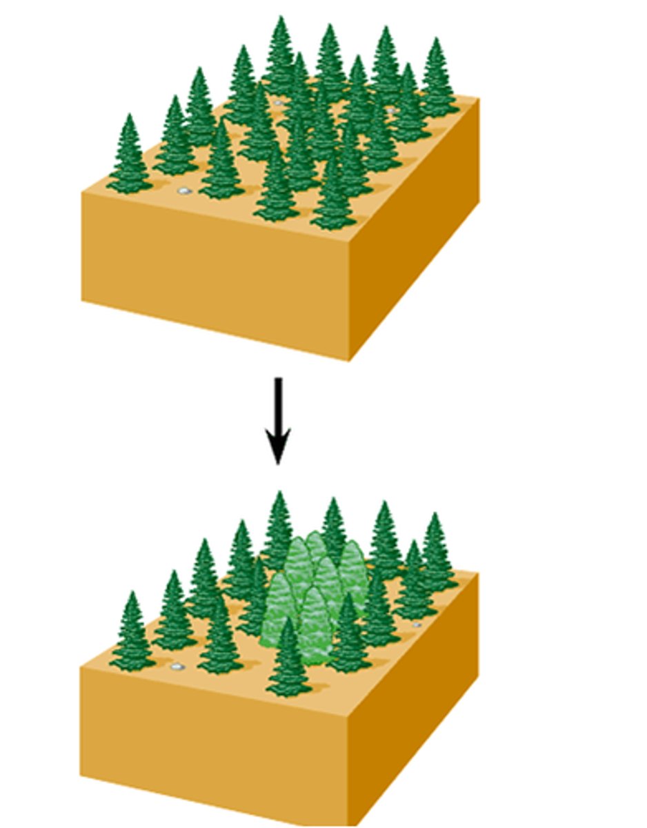 <p>formation of 2 different species from 1 original species due to reproductive isolation, in which the population inhabit the same geographical location</p>