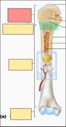 <p>ends of the long bone</p>