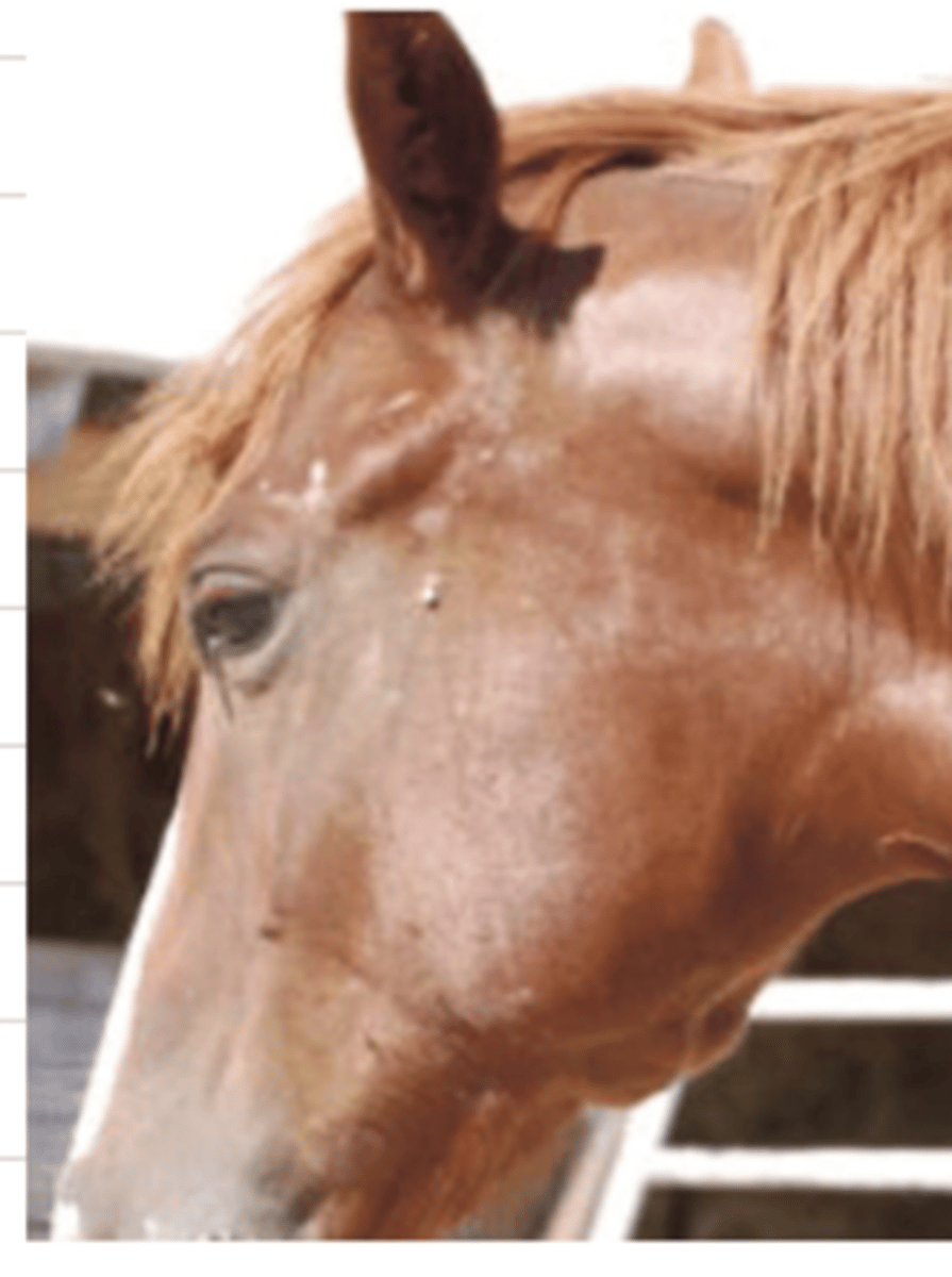 <p>what is wrong with this horse?</p>