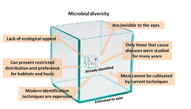 <p><strong>Microbes can be:</strong></p><ul><li><p><strong>Invisible to the eye</strong></p></li><li><p><strong>Restricted to extreme niches</strong></p></li><li><p><strong>Unculturable</strong></p></li><li><p><strong>Lacking clinical/ecological appeal</strong></p></li><li><p><strong>Detectable only with advanced molecular techniques</strong></p></li></ul><p></p>
