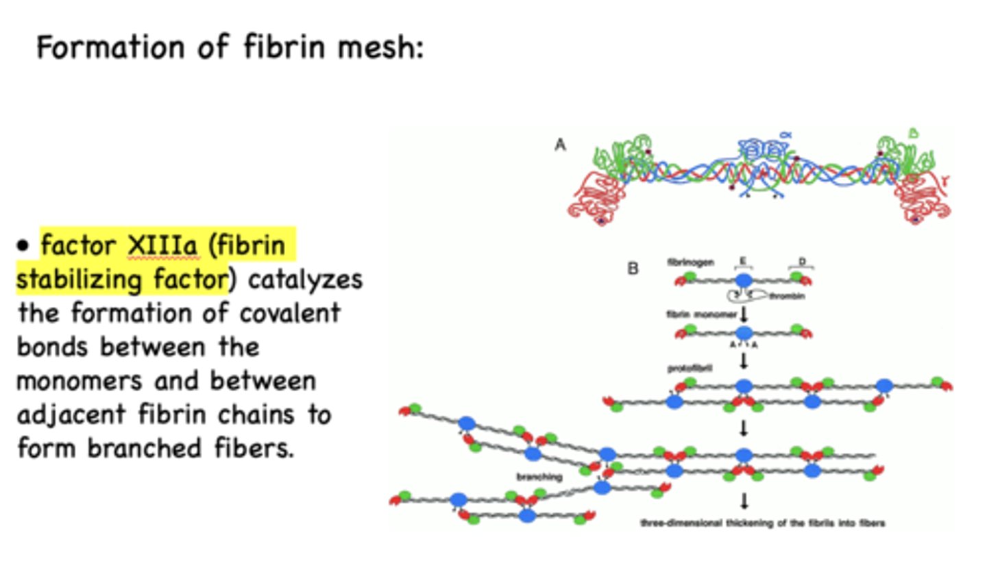 <p>XIIIa (fibrin stabilizing factor)</p>