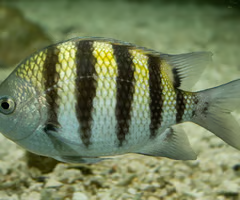 <p><span><span>juvenile or adult?</span></span></p>