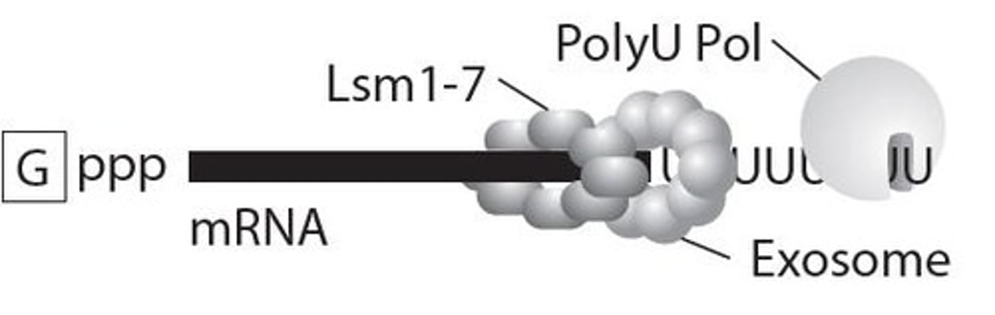 <p>Complex degrading RNA in eukaryotes.</p>