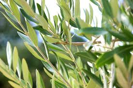<p>Olea europaea<br>(Olive)</p>