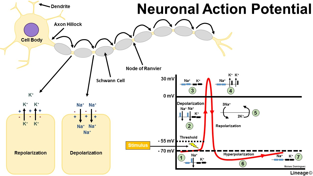 <p>An electrical signal that travels down the neuron &amp; is sent to the next neuron or muscle. </p>