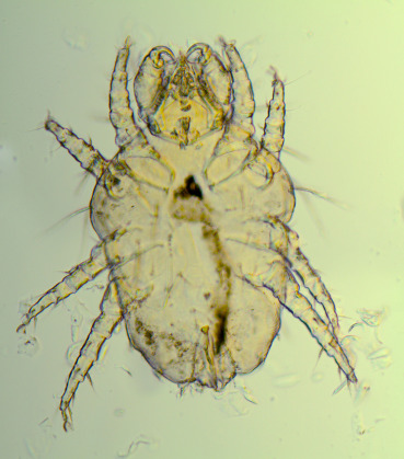 <p>“walking dandruff”, name is species dependent, lives superficial on skin, more common in rabbits</p>