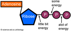 <p>The major energy carrying molecule. Structure is similar to a nucleotide found in DNA and RNA, ATP is made up of:</p><ul><li><p>Adenine (nitrogenous base)</p></li><li><p>Ribose (monosaccharide sugar)</p></li><li><p>Three phosphate molecules — hence the word TRIphosphate</p></li></ul><p>Function: Immediate energy source [INSIDE THE CELL} for chemical reactions</p><ul><li><p>ATP --&gt; ADP (adenosine diphosphate) + Phosphate + Energy</p></li><li><p>Phosphorylation: adding phosphate to another molecule to give energy</p></li></ul>