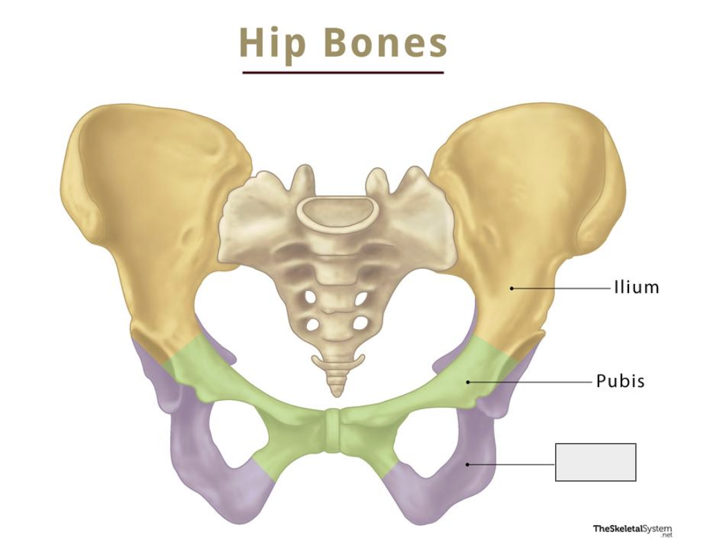 <p>Name the covered bone</p>