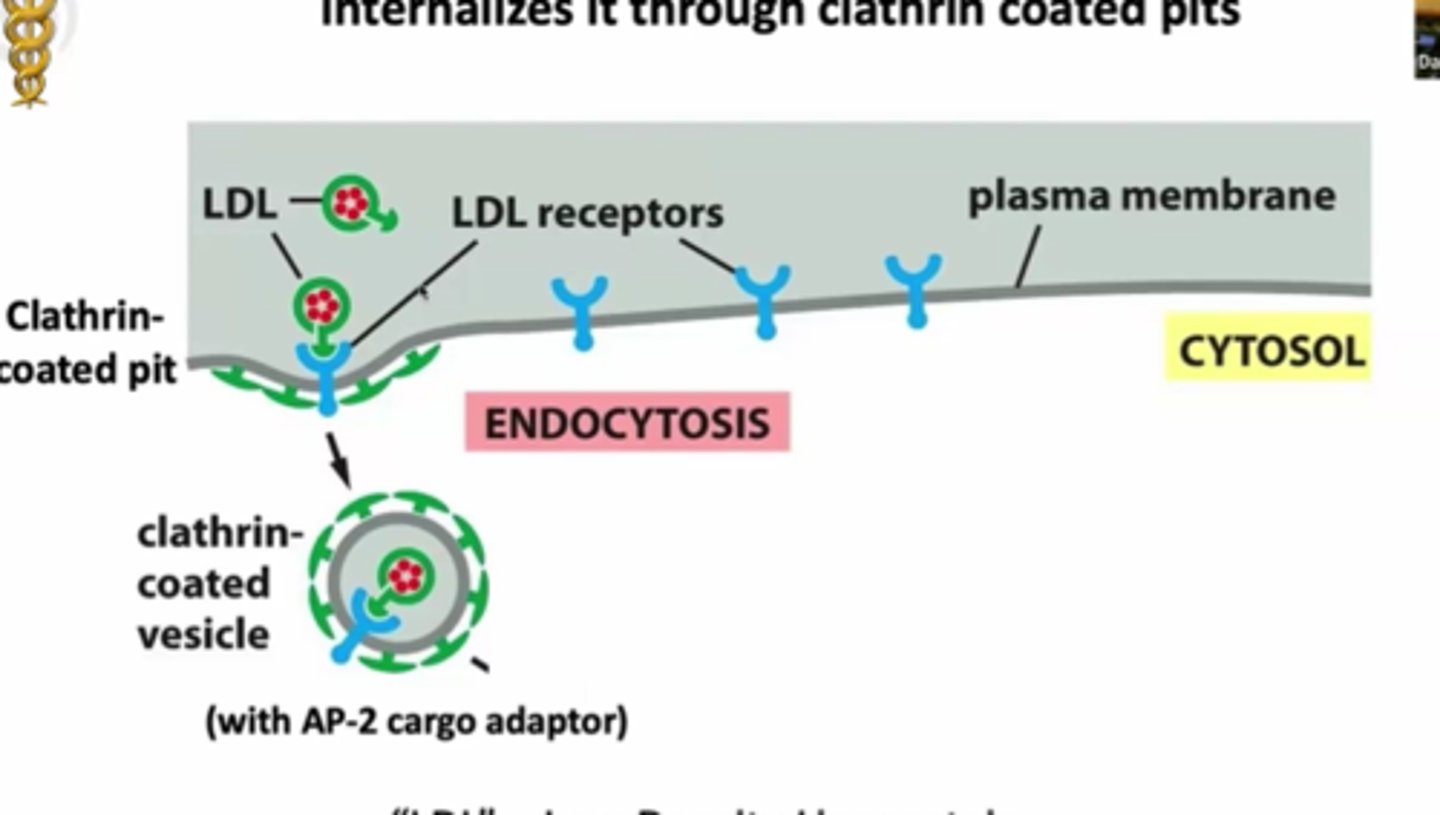 <p>the LDL receptor on the cell surface binds LDL and internalizes it through clathrin coated pits</p><p>LDLs recorgnized by AP-2 cargo adaptors and clatherin coated proteins, deform membraen , form clathrin coated vesicle</p>