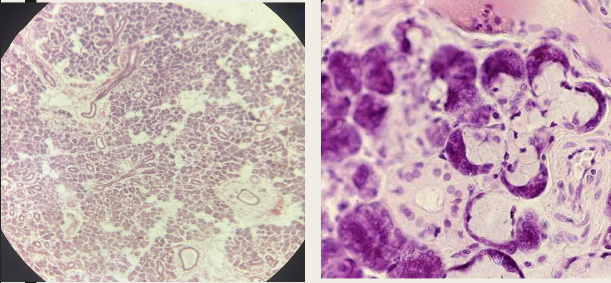 <p>Identify the structure, gland, and secretion)</p>