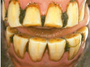 <p>AKP store husdyr blok 4 2024</p><p>Hvilken intestinale lidelse er denne hest mest disponeret for?</p><p>1 Foramen epiploicum hernie </p><p>2 Colon volvolus </p><p>3 Ileumobstipation </p><p>4 Flexura pelvina forstoppelse</p>