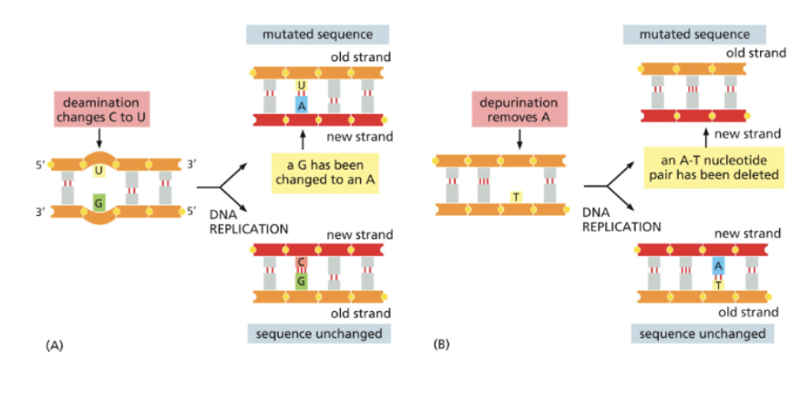 <ul><li><p>CAN LEAD TO MUTATIONS</p></li></ul><p></p>