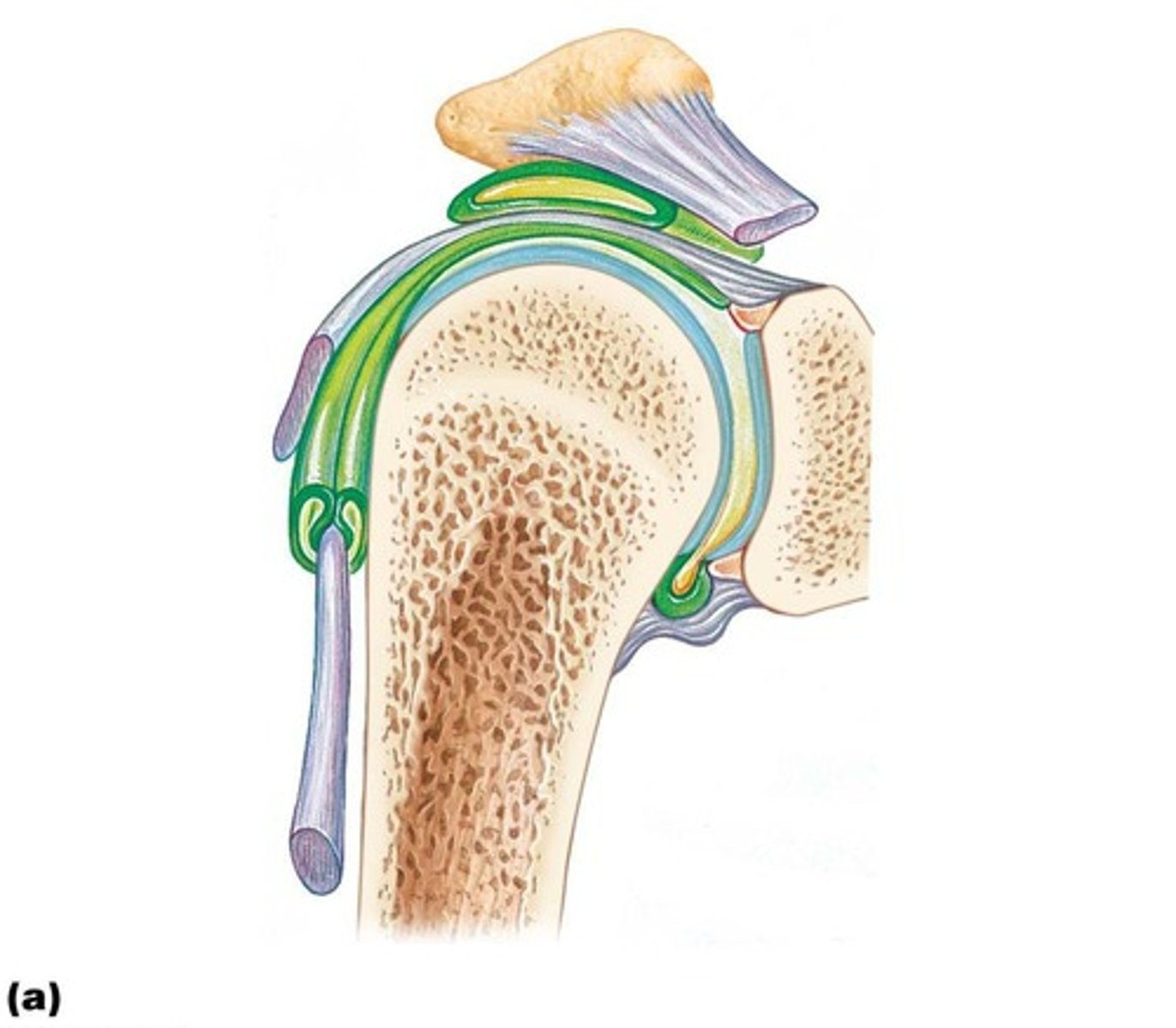<p>diarthrotic ball-and-socket joint between head of humerus and glenoid cavity of scapula; greatest range of movement but also the most unstable.</p>