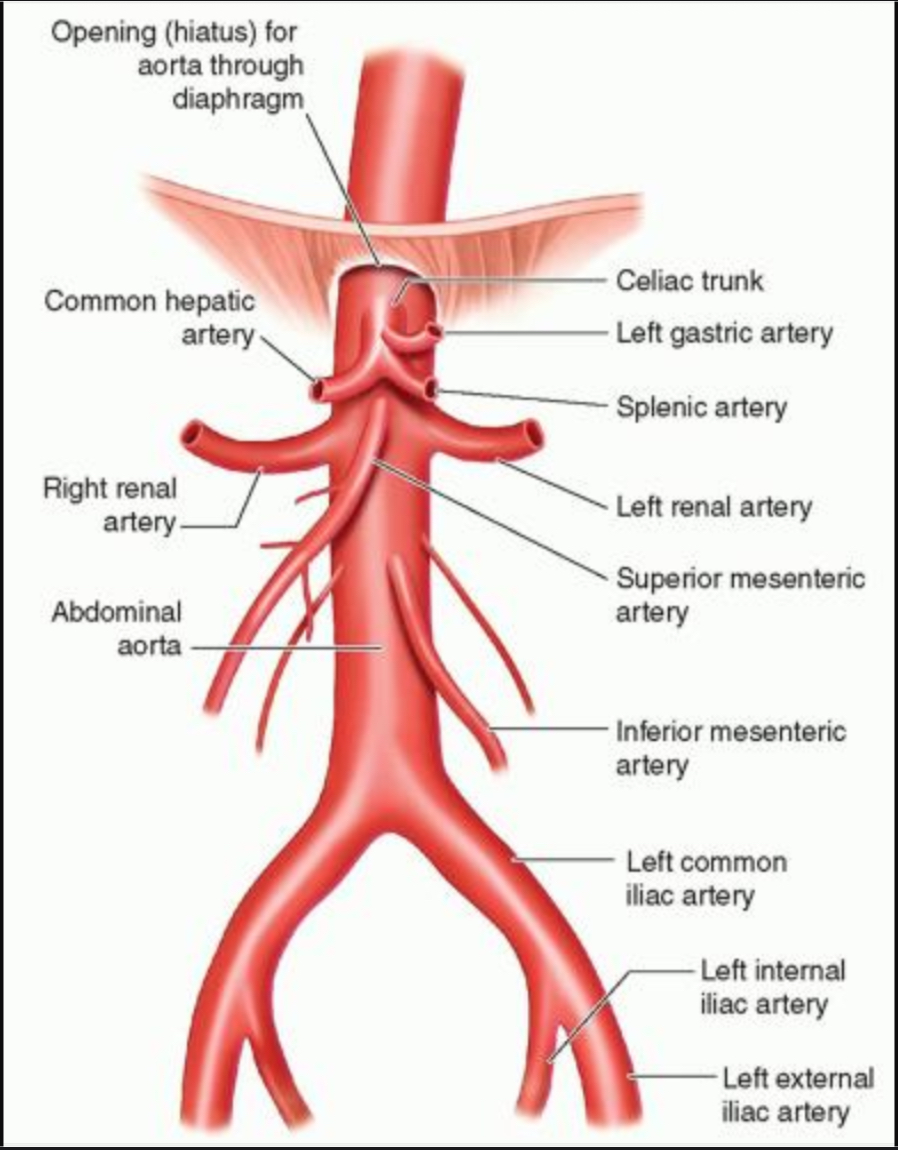 <p>Thoracic/Abdominal artery </p>
