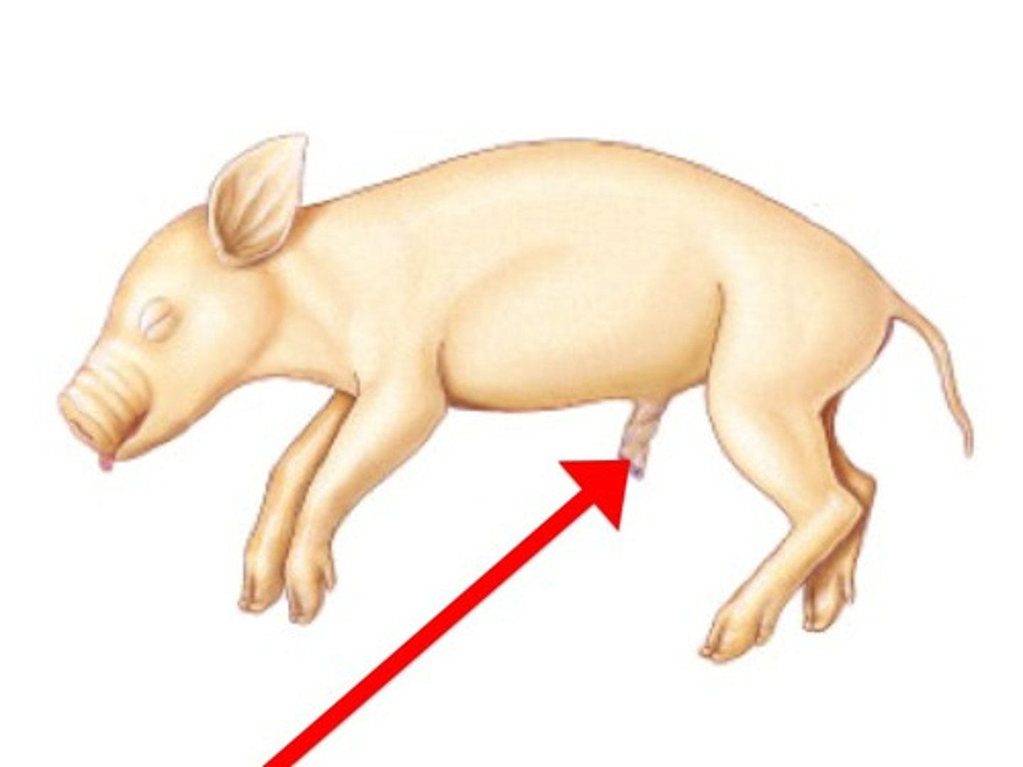 <p>Connects the vasculature of the fetus to the placenta. A cord or funicle connecting the embryo or fetus with the placenta of the mother and transporting nourishment from the mother and wastes from the fetus.</p>