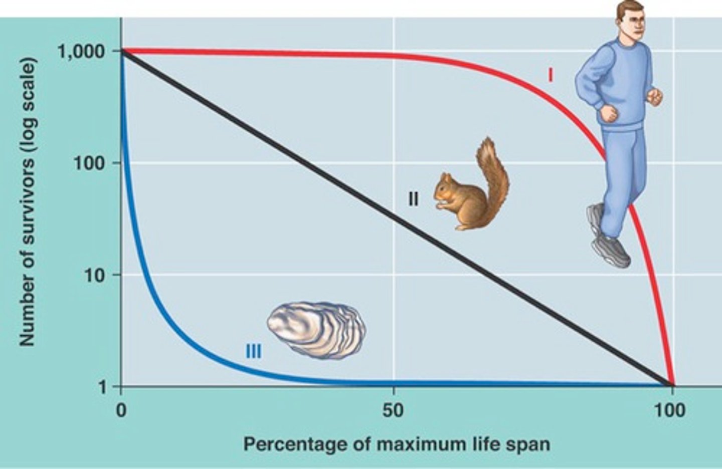 <p>High early-stage mortality but a relatively low death rate after that</p><p>Low juvenile survival, typical of insects and marine species that invest in reproductive output over somatic growth</p>