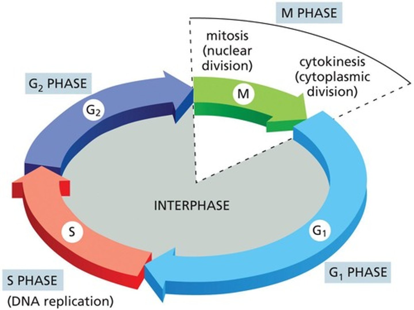 <p>G1 phase, S phase, G2 phase, and M phase.</p>
