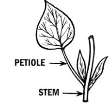 <p>the stalk attaching a leaf blade to the stem</p>