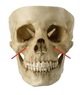 <p>Opening under the orbit carrying the infraorbital nerves and blood vessels to the nasal region.</p>