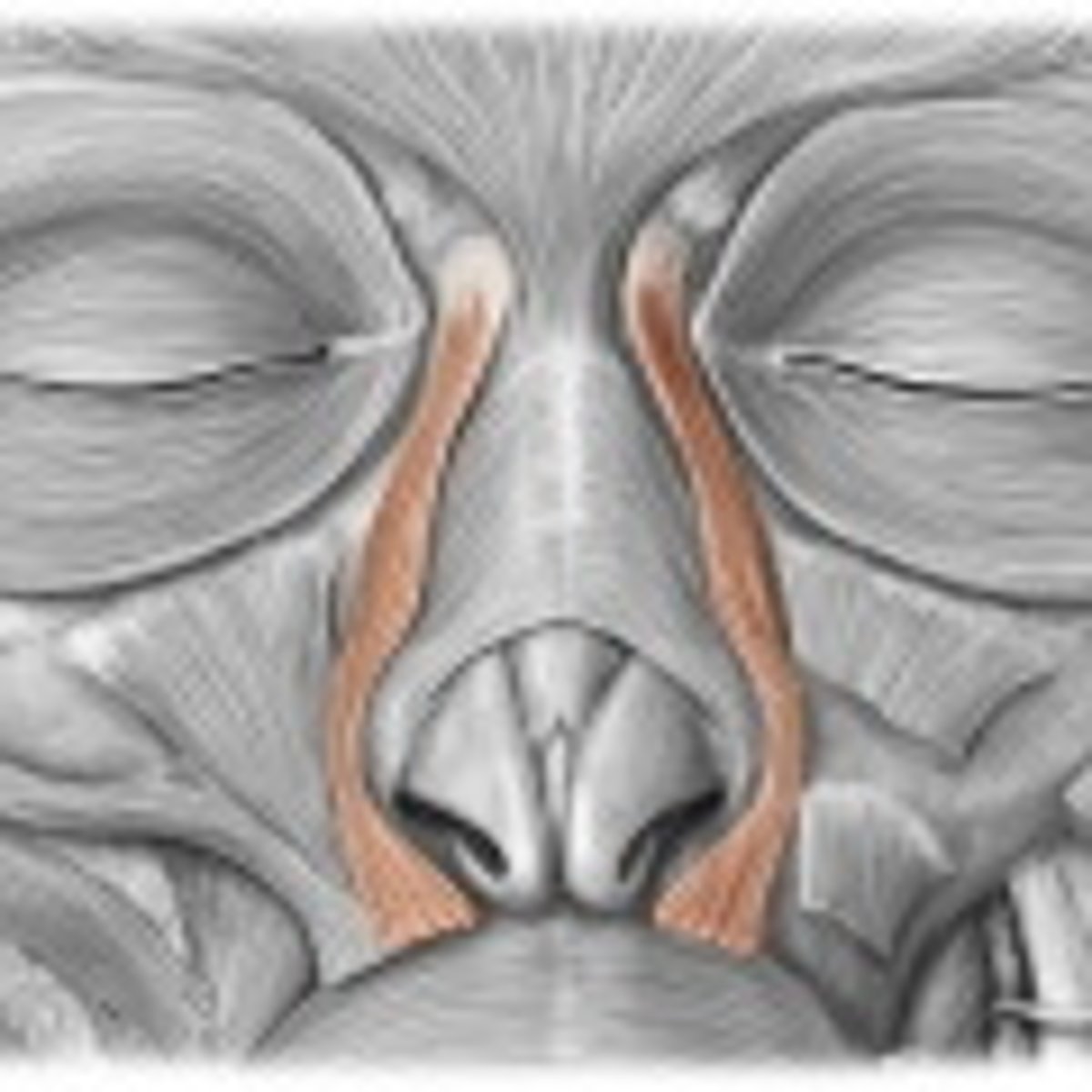 <p>elevates upper lip</p>