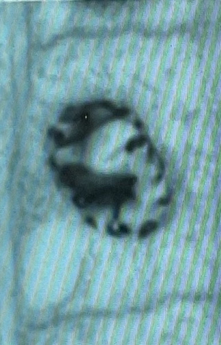 <p>chromosomes condense, nuclear envelope breaks down, spindle fibers grow from centrioles, centrioles migrate to opposite poles</p>