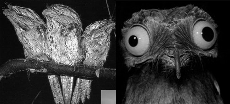 <p>Orden nyctibiformes</p>