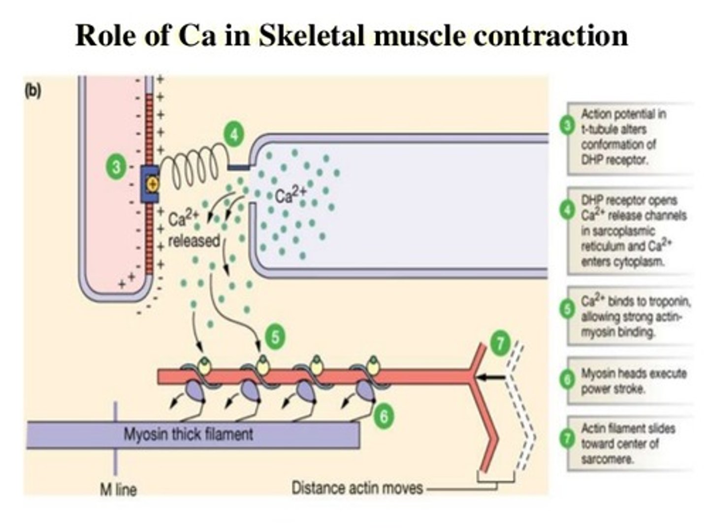 <p>High levels of calcium result from muscle contraction, which is a process that requires energy. To get more energy, the cell will want to ramp up the linking step and the Kreb's cycle by activating pyruvate dehydrogenase.</p>