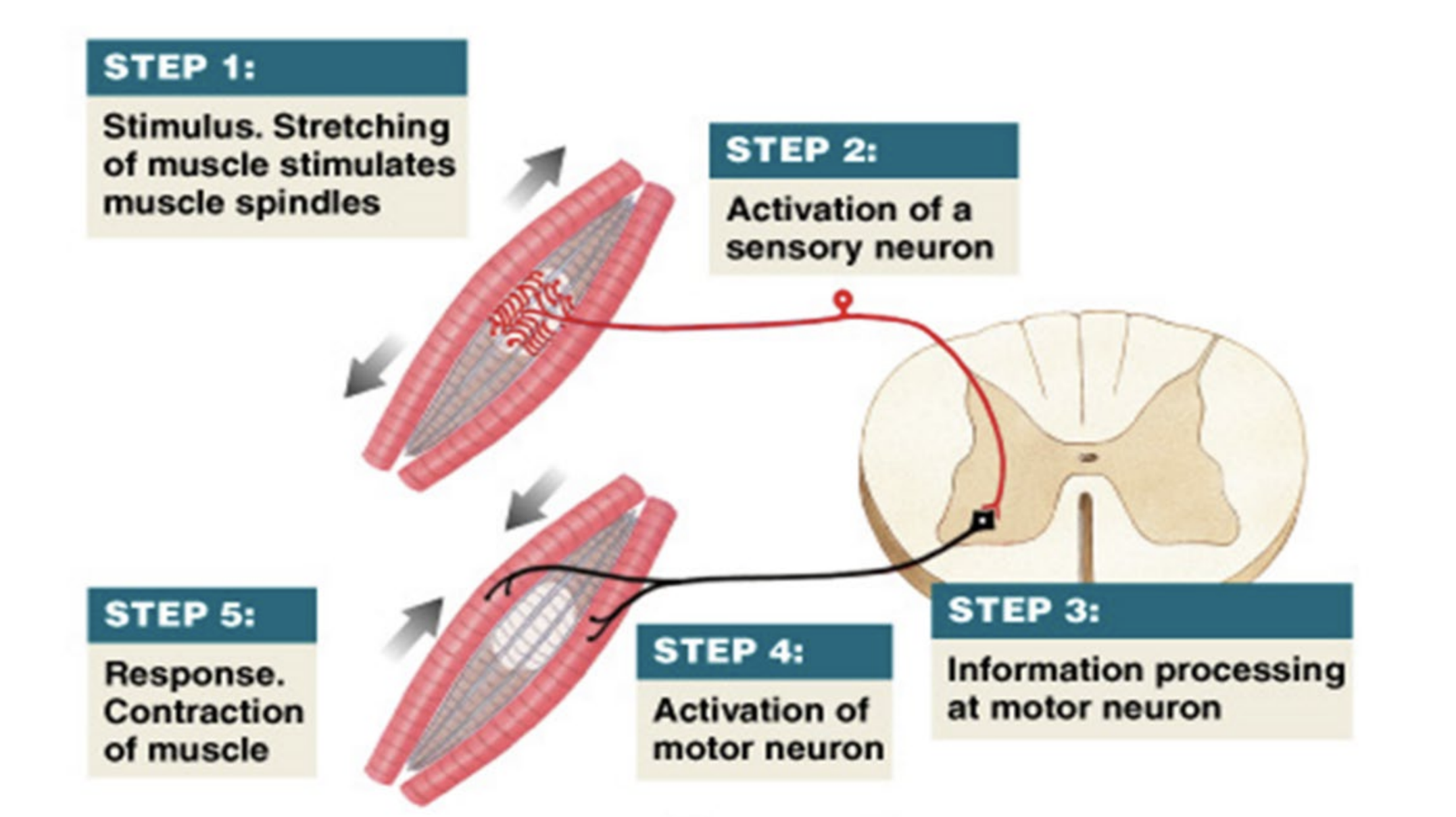 <ol><li><p>muscle spindle receptor in muscle tendon responds to stimulus and initiates impulse</p></li><li><p>sensory neuron in dorsal root ganglion transmits impulse to cns (spinal cord)</p></li><li><p>motor neuron in ventral gray horn of spinal cord transmits impulse from cns to pns (via spinal nerve)</p></li><li><p>effector — skeletal muscle responds to motor neuron impulse</p></li></ol><p></p>