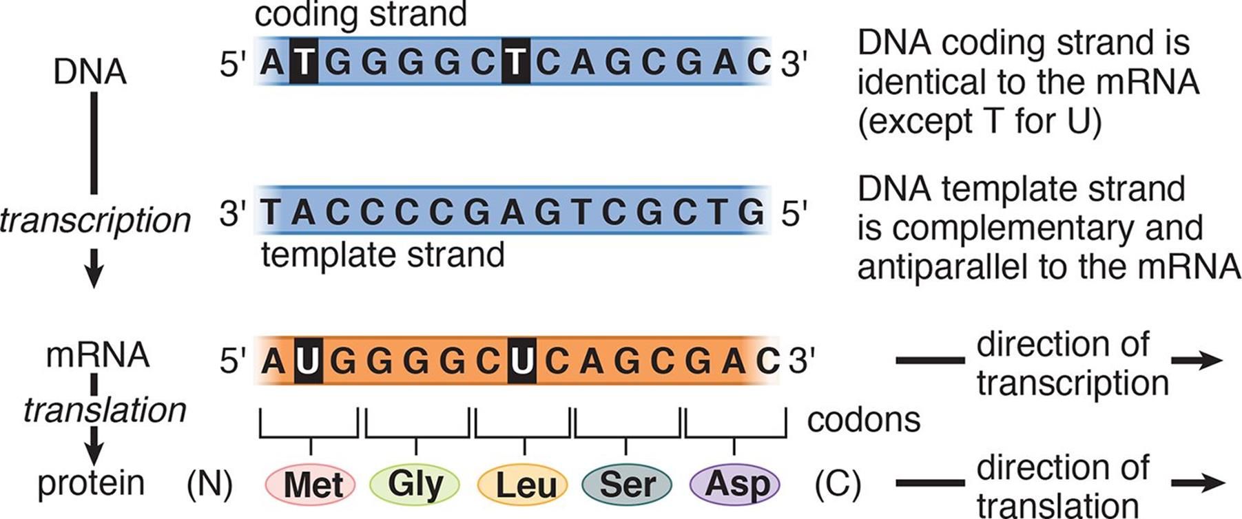 <p><span style="font-family: "Times New Roman", serif">protein sequence should have N-_______ C- terminus</span></p>