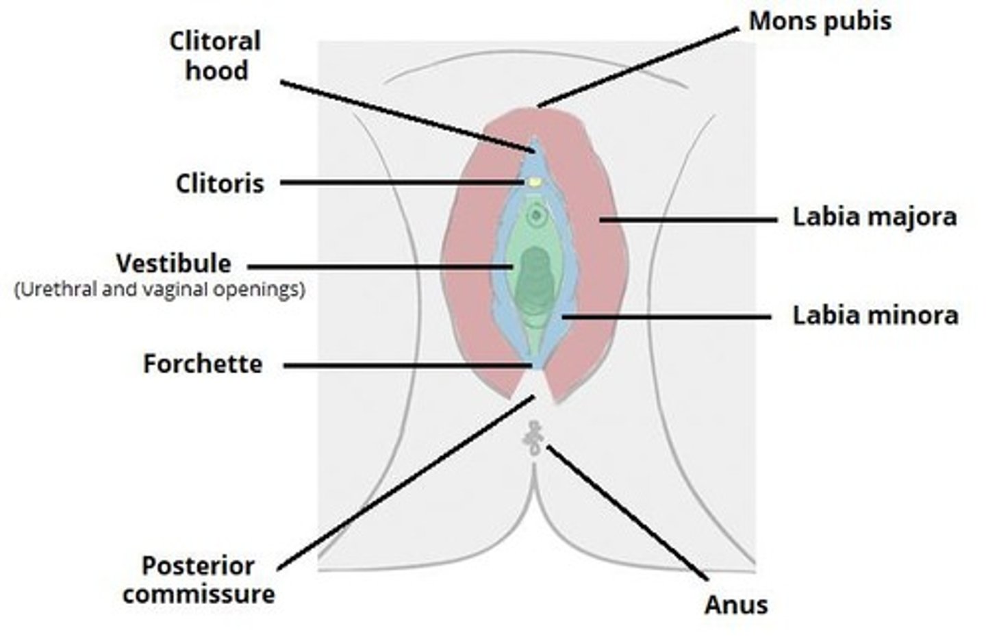 <p>The mons pubis is a pad of fat over the symphysis pubis, covered by coarse, curly hair, and protects the pubic bone junctions from trauma.</p>