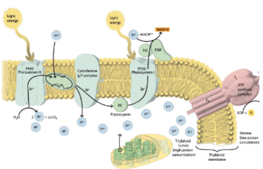 <p>Photosystem I and II generally work ____</p>