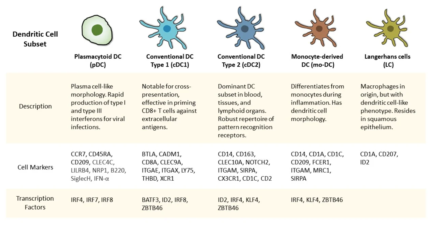 <p>what’s the function of the dendritic cell? </p><p>what’s it classified as? </p>