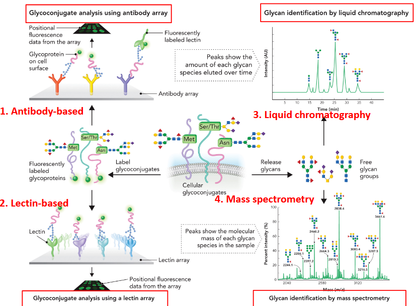 <ol><li><p>Antibody-based</p></li><li><p>Lectin-based </p></li><li><p>Liquid chromatography</p></li><li><p>Mass spectrometry</p></li></ol><p></p>