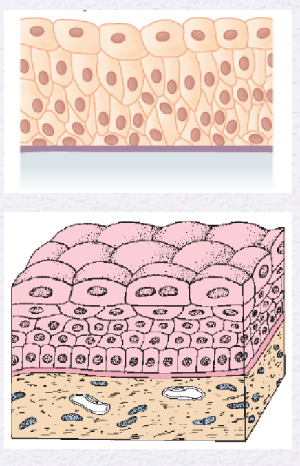 <p>Identify the Epithelium </p>