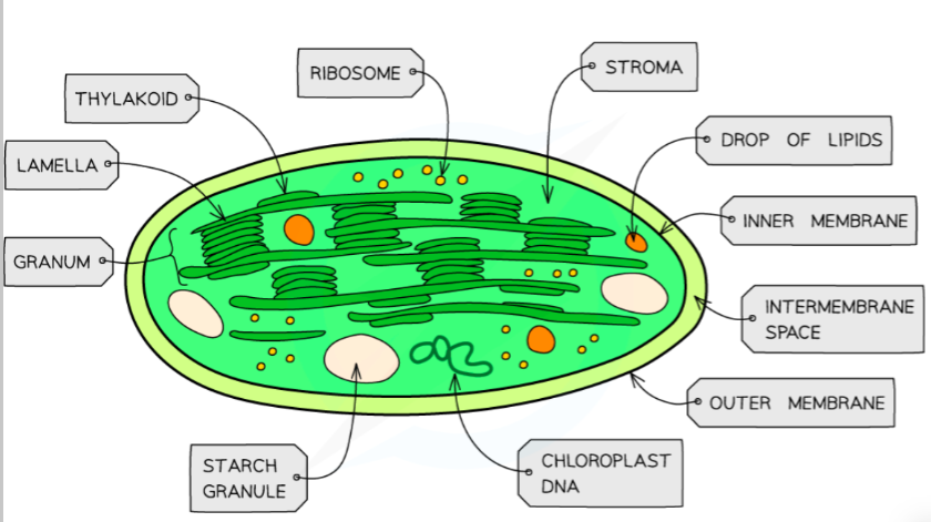 <p>inner volume is the stroma (liquid with enzymes for the Calvin cycle - light-independent reactions), thylakoids fold the membrane to produce grana and lamellae (the light-dependent reactions) and have a large surface area and small intermembrane space with the membrane proteins pumping H+ ions into the inner thylakoid space (lowering pH), passed through ATP synthase into the stroma</p>