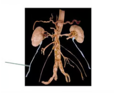 <p><span>Identify the highlighted structures</span></p>