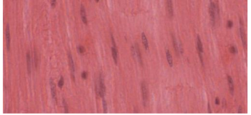 <p>TISSUE: ________</p>