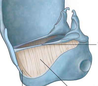 <p>What is this ligament</p>
