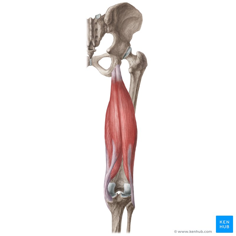 <p>Hamstrings</p>