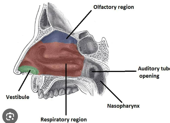 <p>green, red, blue area, general</p>