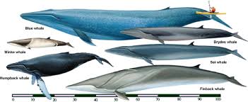 <p>Rorqual whales</p>
