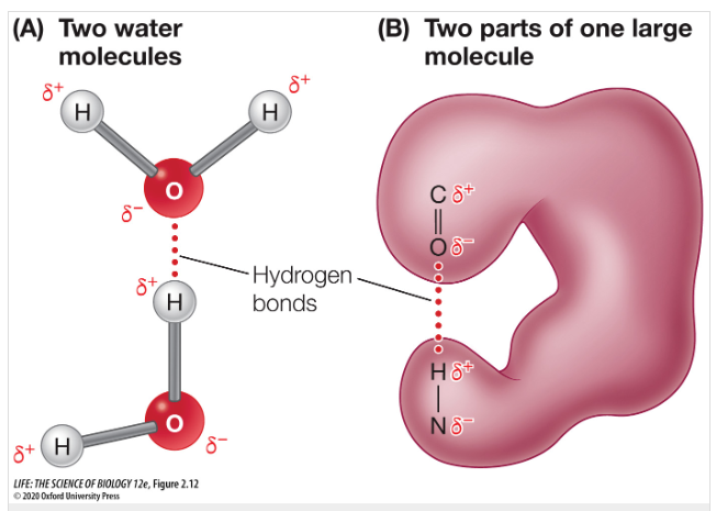 <p>The attraction between a negatively charged atom to a positively charged hydrogen atom is referred to as a <strong>hydrogen bond</strong>.<br><br><em>(Ex. Water molecules use hydrogen bonds to interact with one another.)</em></p>