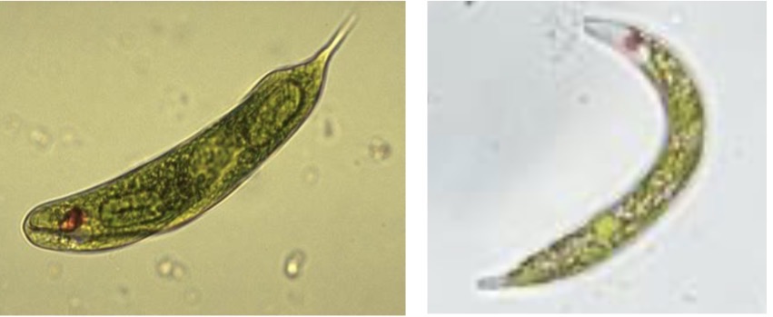 <p>Identify the euglenozoan</p>