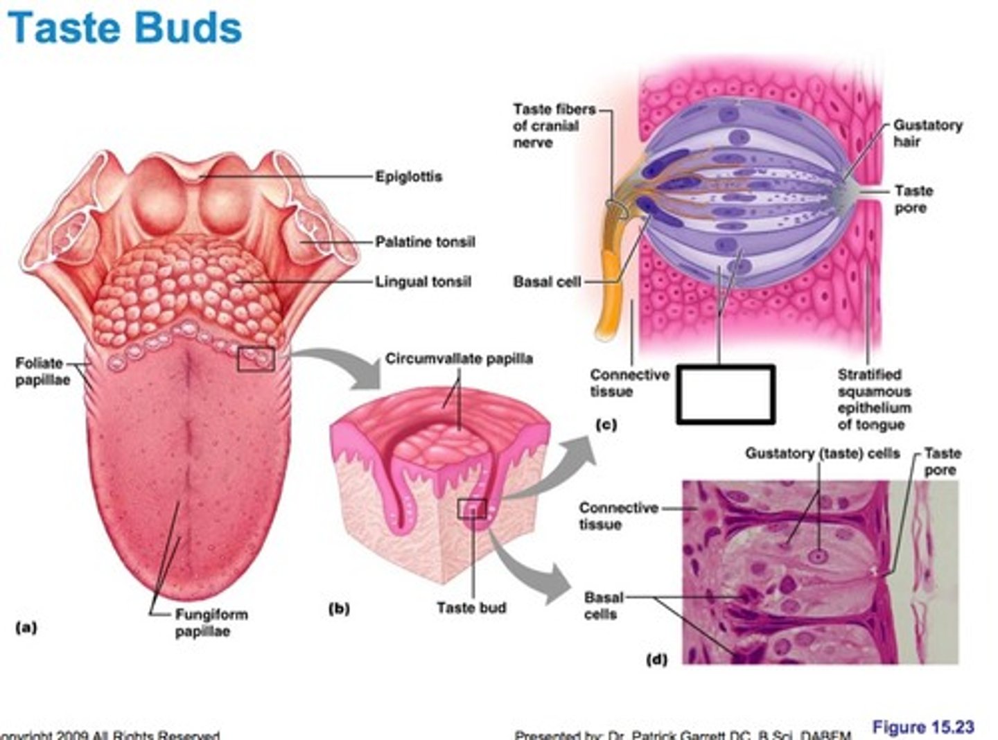 <p>chemical receptors on the tongue that decode molecules of food or drink to identify them (sweet, salty, bitter, oleogustus (oily, fatty), and umami)</p>