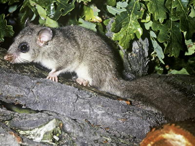 <p>Siebenschläfer </p>